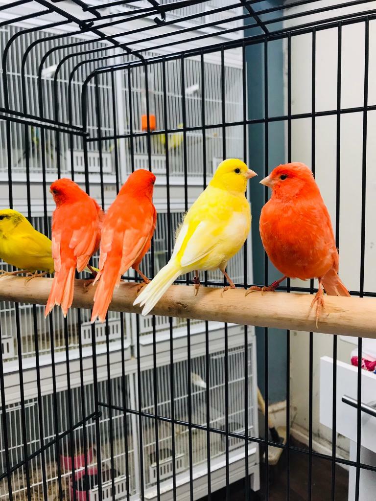 Canary and finches for sale in Carlton, Nottinghamshire Gumtree