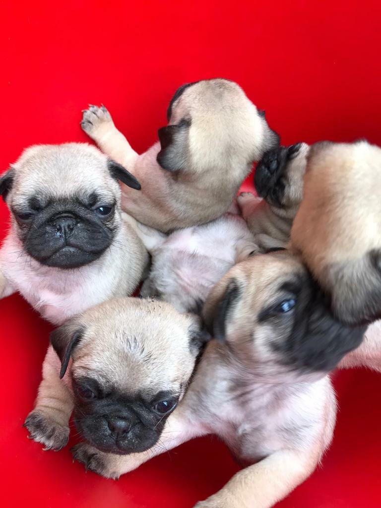Pug puppies for sale in Newry, County Down Gumtree