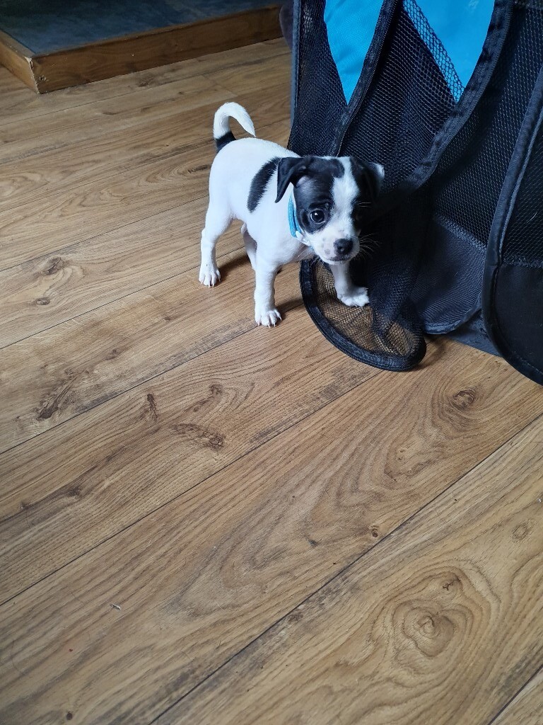 Jug puppy Male in Northfield, West Midlands Gumtree