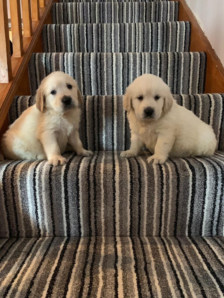 8 adorable Kc registered Golden retriever puppies in Llangadog