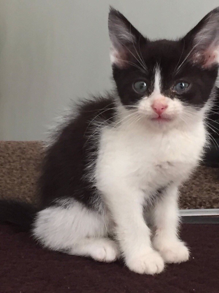 Black And White Kitten in Ladbroke Grove, London Gumtree