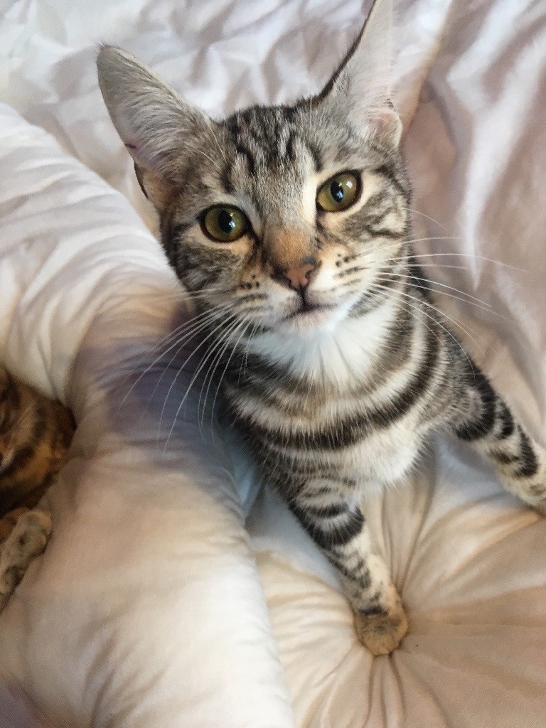 Female silver marble Bengal available in Gorleston, Norfolk Gumtree