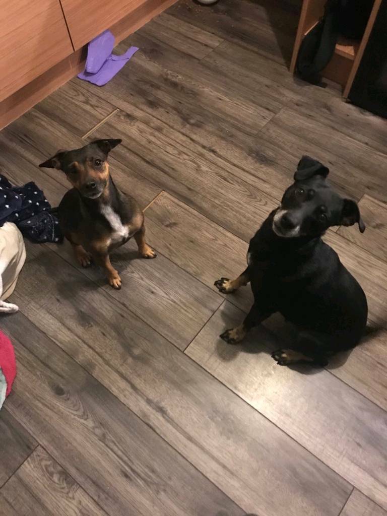 Dog needing a home in Blaenavon, Torfaen Gumtree