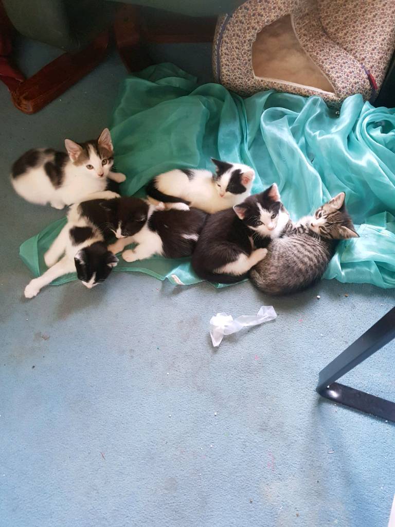 Five little kittens for sale in Sandwell, West Midlands Gumtree
