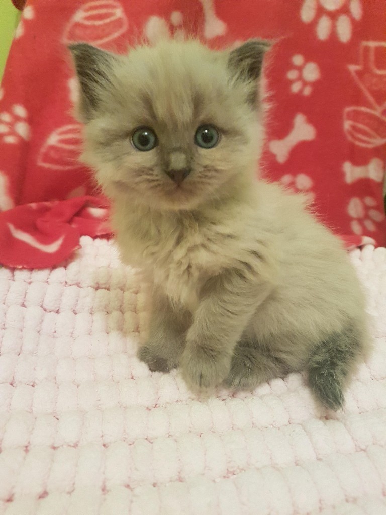 Blue mink ragdoll kitten | in Drumchapel, Glasgow | Gumtree