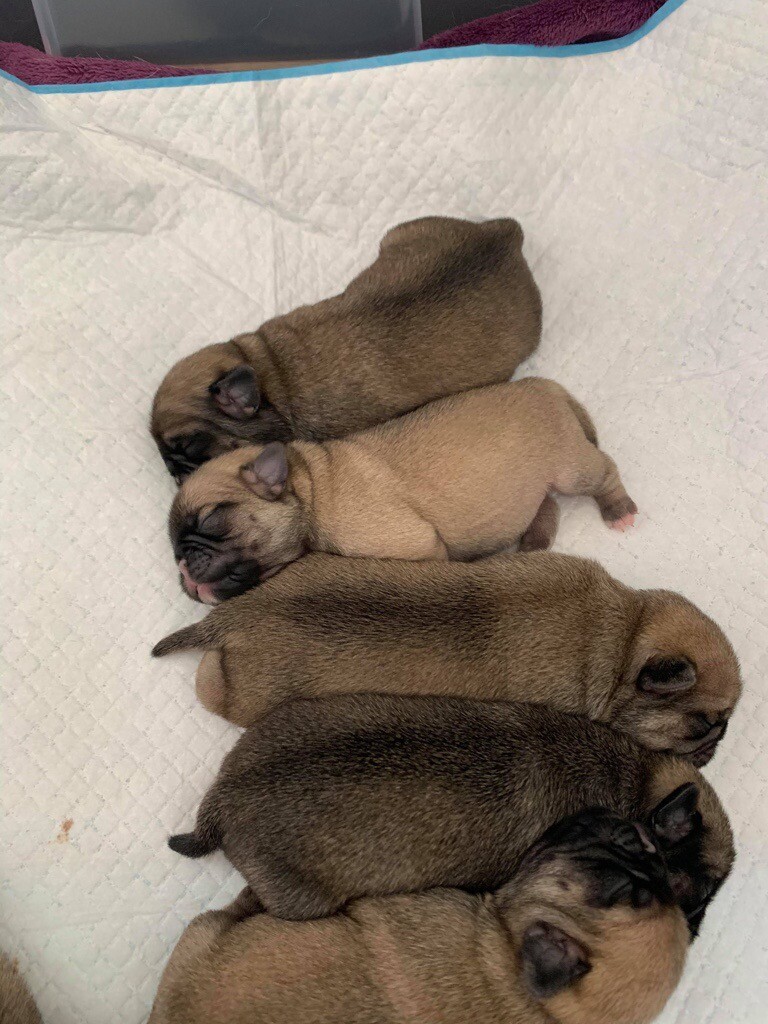 Stunning pedigree "PUG" puppies for sale !! in Broughton, Edinburgh