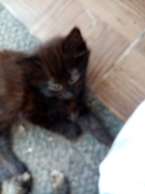 Found Male Cat Brown Tabby With White Longhair White Tabby Cat Cat Background Cats Illustration