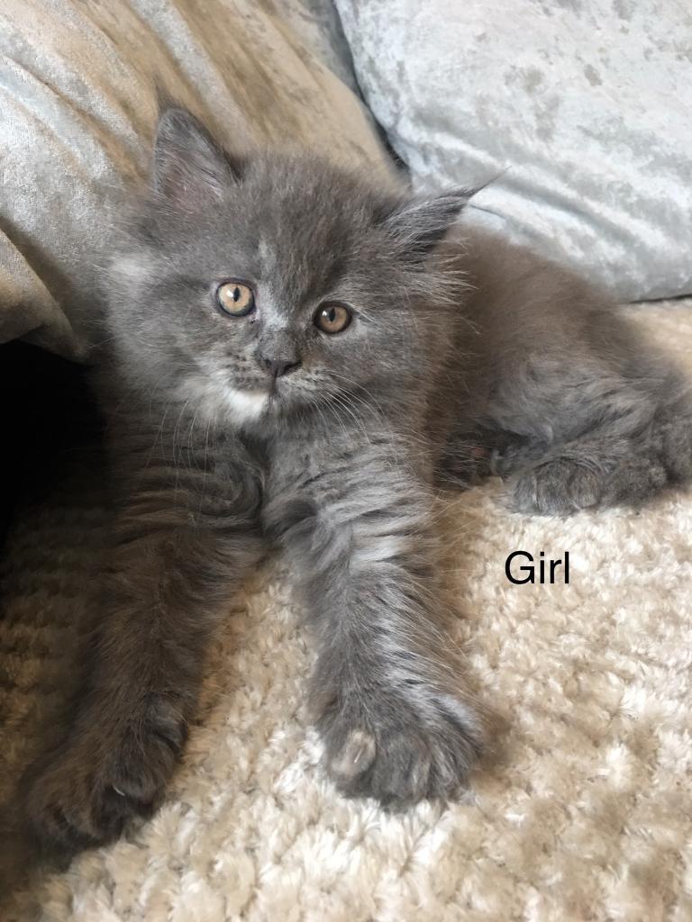Maine coon x Exotic Persian kittens in Penenden Heath, Kent Gumtree