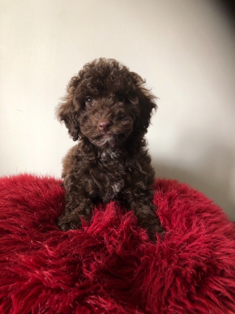 BEAUTIFUL CHOCOLATE BROWN FLUFFY TOY POODLE PUPPY in Southampton