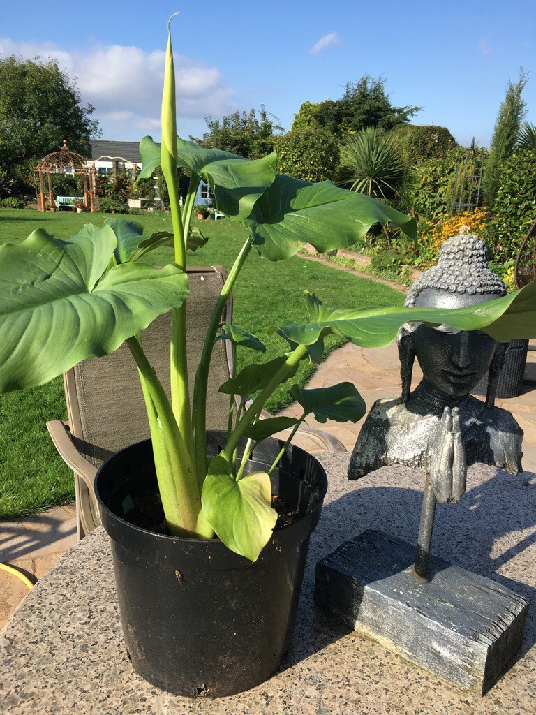 LARGE ARUM LILIES PLANTS in West Derby, Merseyside Gumtree