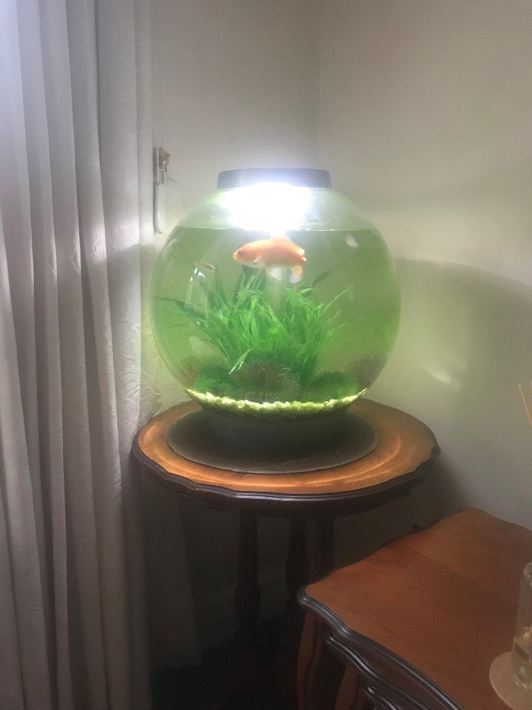 BiOrb 30 Litre Fish Tank & Fish in WhittleleWoods, Lancashire Gumtree