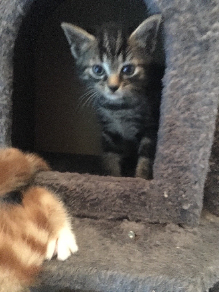 Stunning kittens in Worthing, West Sussex Gumtree