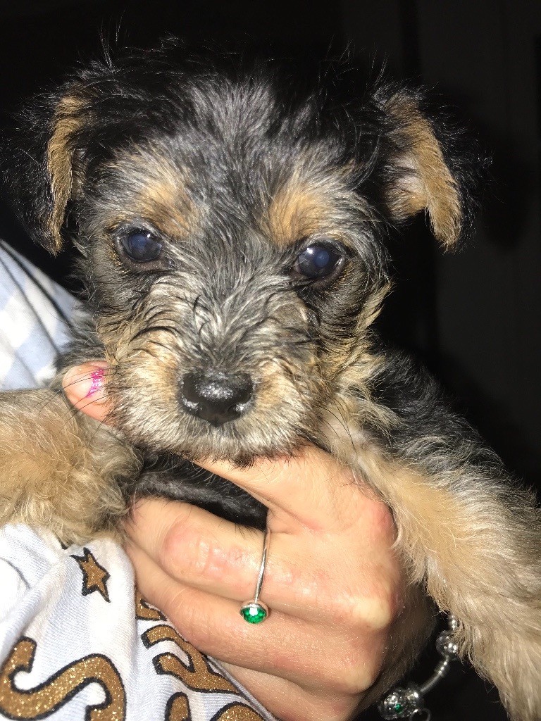 Mini Yorkshire terrier x Parson jack Russell puppies in Everton