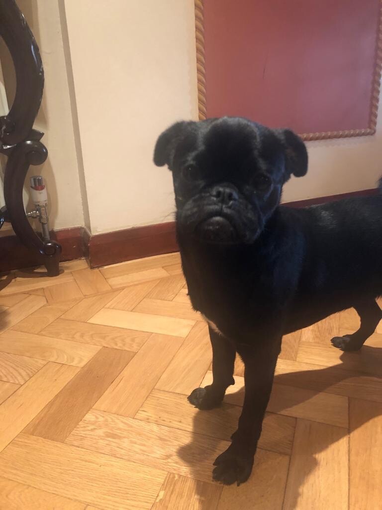 Stunning pug for sale. in East London, London Gumtree