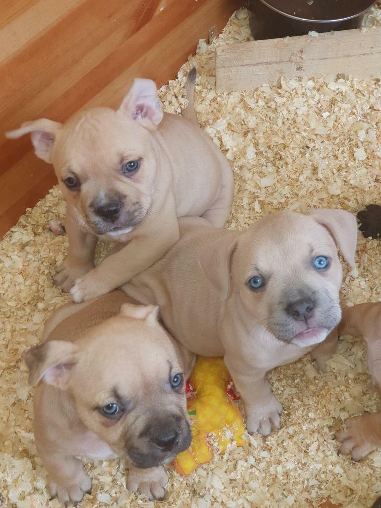 American Bully Pocket Puppies in Romford, London Gumtree