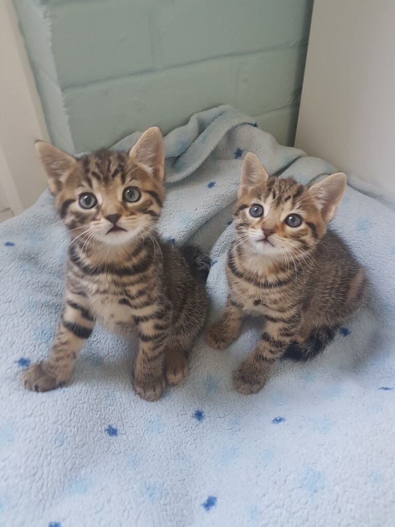 Adorable half Bengal Kittens in Bracknell, Berkshire Gumtree