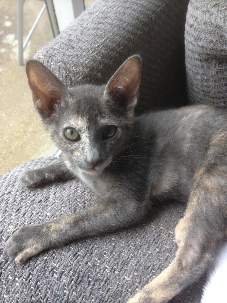 1 Beautiful Blue  Tortie Female Siamese Oriental  kitten  