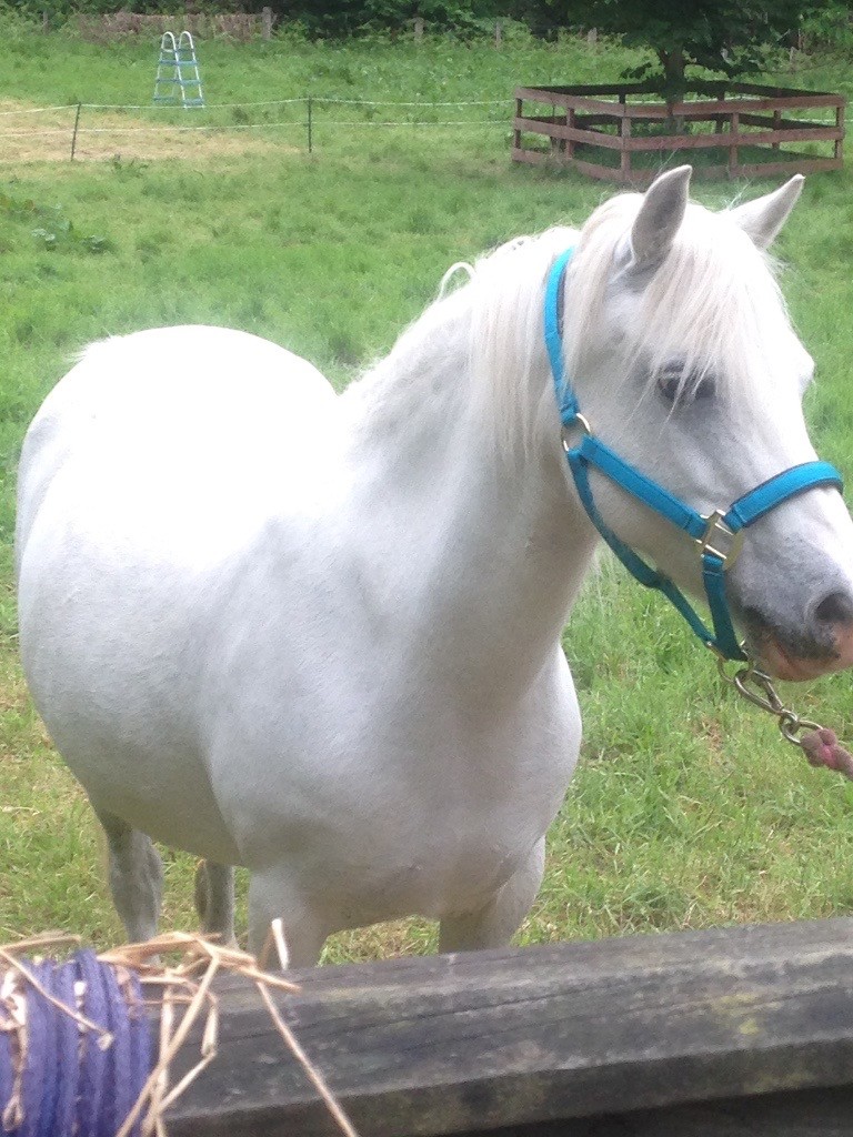 Welsh Section A Pony in Elgin, Moray Gumtree