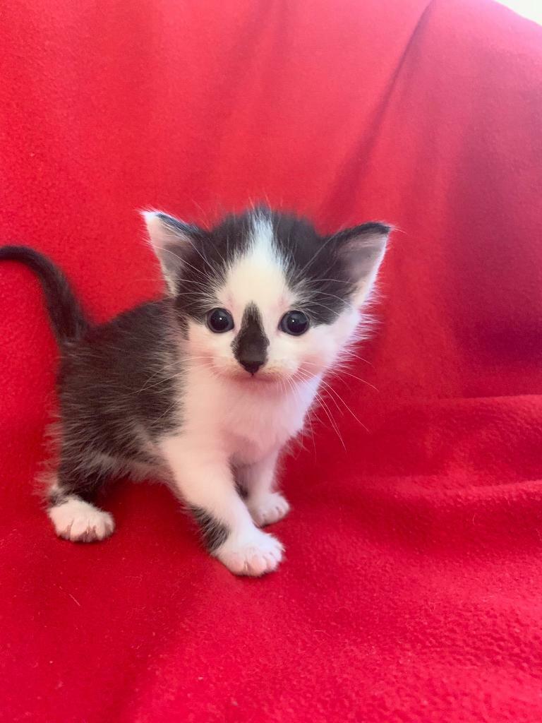 Kittens for sale! in Coalisland, County Tyrone Gumtree