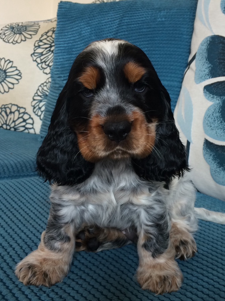 Stunning Blue Roan/Tan Cocker Spaniel Puppies in Portadown, County Armagh Gumtree