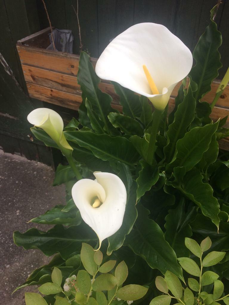 calla lily plant in pot in Bristol Gumtree