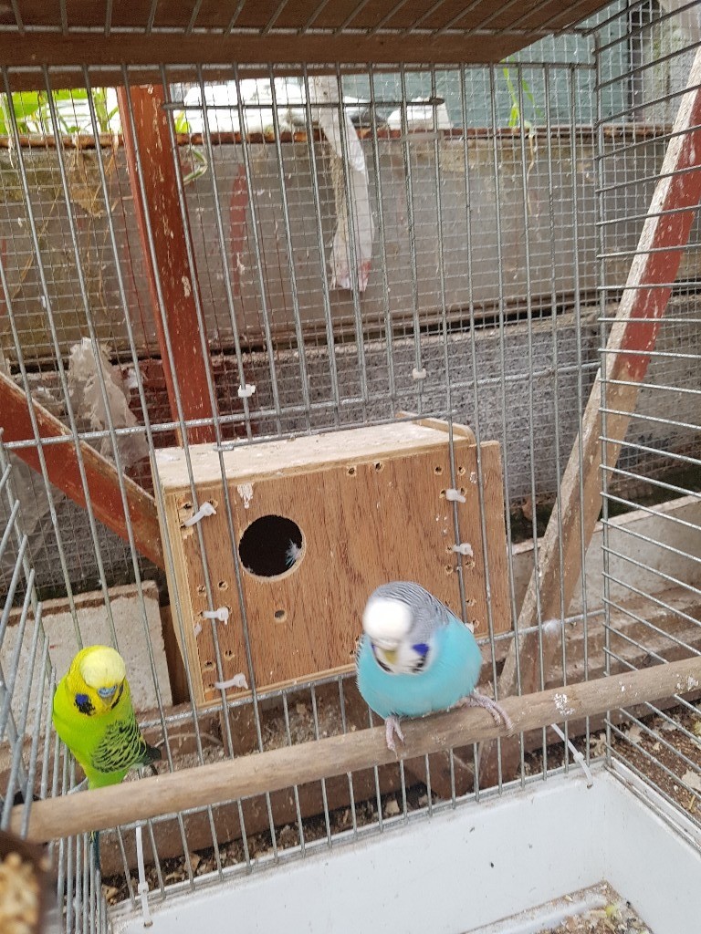 2 budgies plus large cage in Downend, Bristol Gumtree