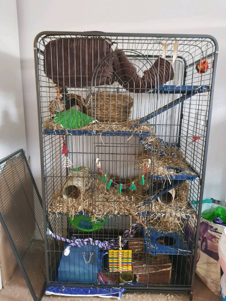 1x female degu and cage for sale in Peterborough, Cambridgeshire