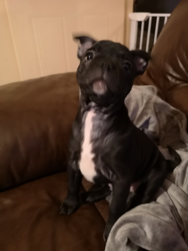 Staffy X Frenchie in Bracebridge Heath, Lincolnshire Gumtree