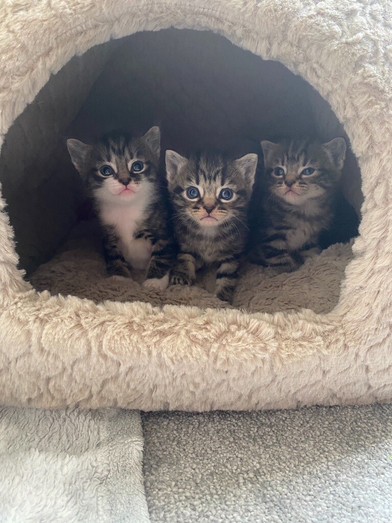 1 girl left! Beautiful tabby kittens in Exeter, Devon Gumtree