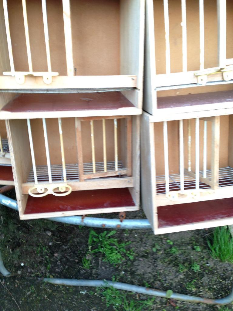 Pigeon nest boxes & baskets in Biggar, South Lanarkshire Gumtree
