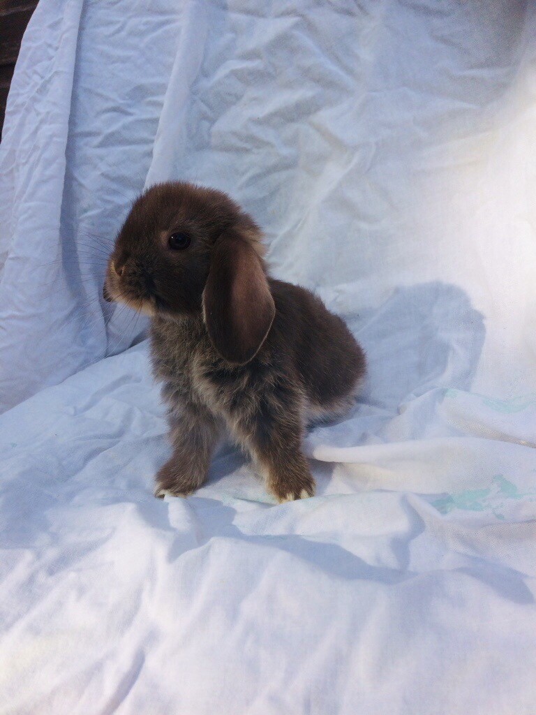 pure bred mini lop baby rabbits for sale in Ryton, Tyne and
