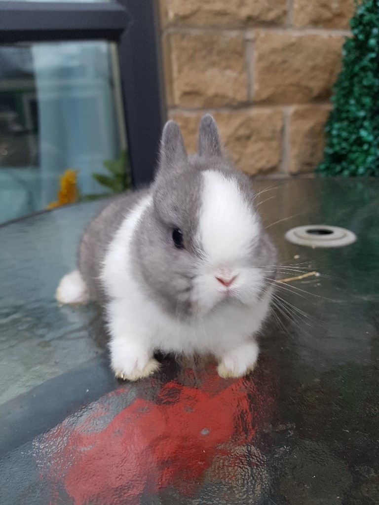 Blue eyed pure bred netherland dwarf bunnies for sale in Accrington, Lancashire Gumtree