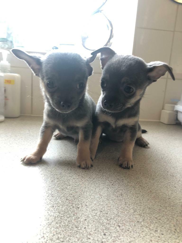 Chihuahua (BLUE) Miniture puppies for sale in Norwich, Norfolk Gumtree
