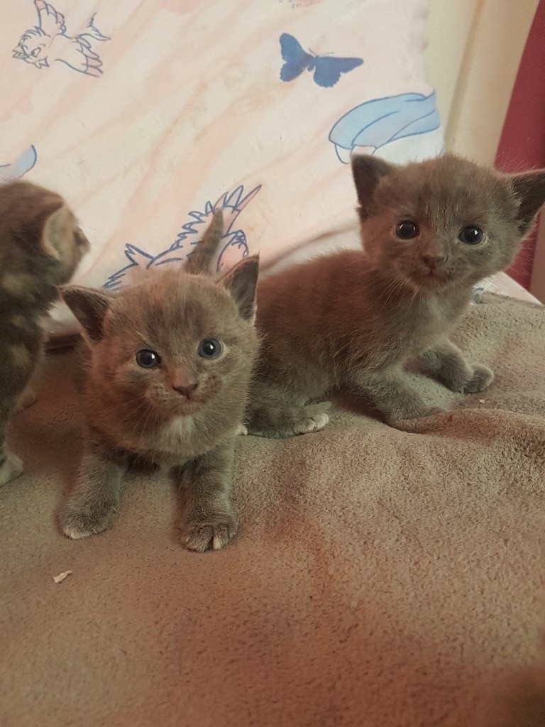 4 grey kittens in Methil, Fife Gumtree