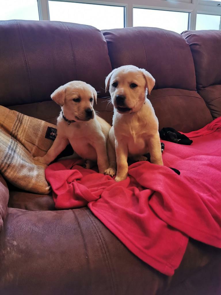 LAST CHANCE Just two beautiful female golden labrador pups left