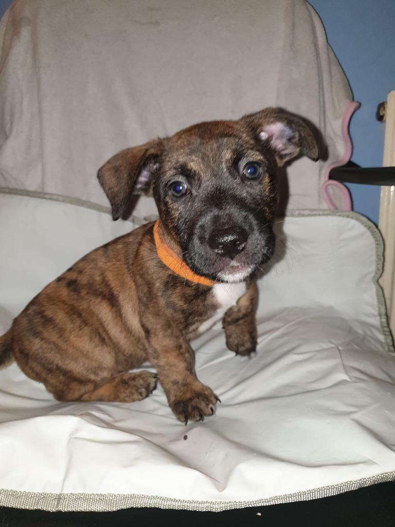 Staffordshire bull terrier X jack russell X spaniel in Kidderminster, Worcestershire Gumtree