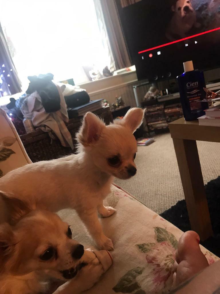 Beautiful female chihuahua girl | in Stockbridge, Hampshire | Gumtree