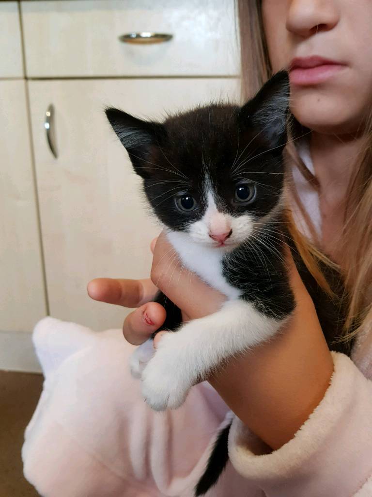10 week old kittens | in Ruskington, Lincolnshire | Gumtree