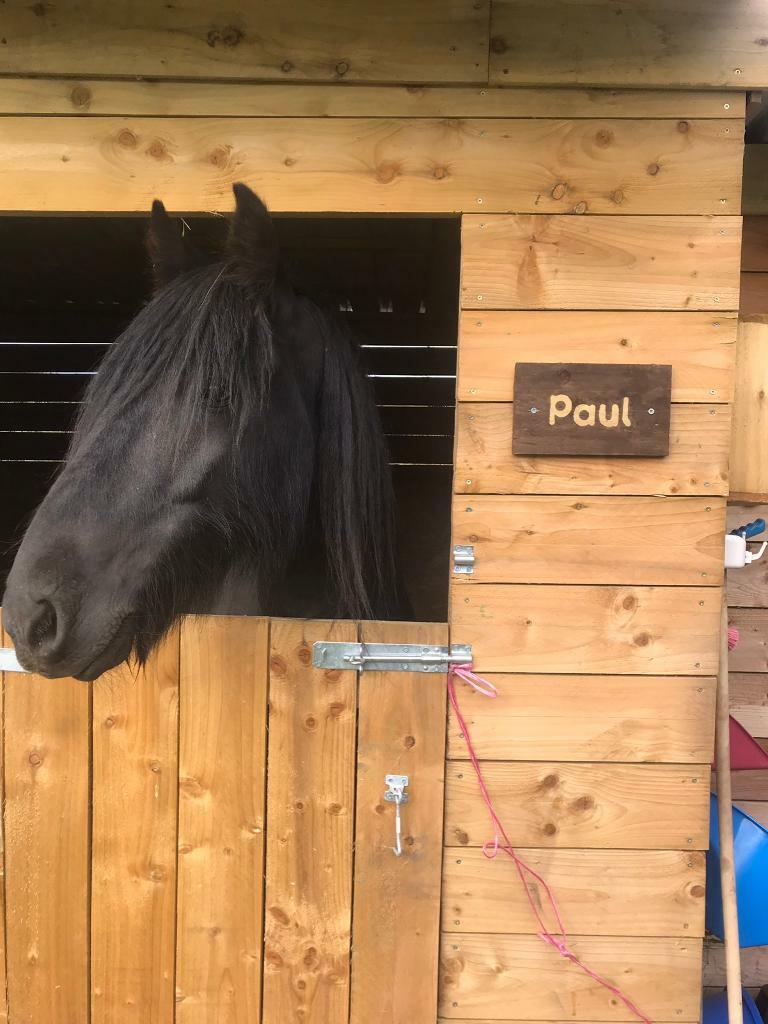 Fell pony 14hh in Consett, County Durham Gumtree