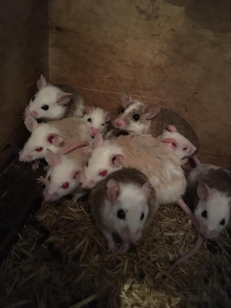 30+ multis (African soft fur rats) for sale in Sunderland, Tyne and