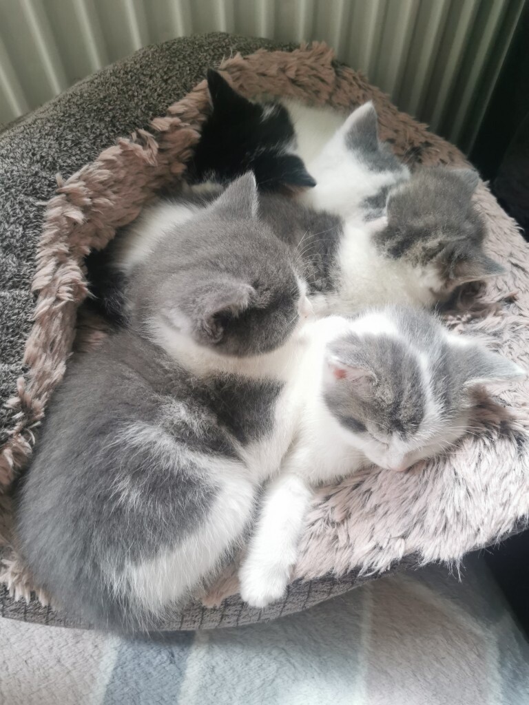 Kittens for Sale in Sheffield, South Yorkshire Gumtree