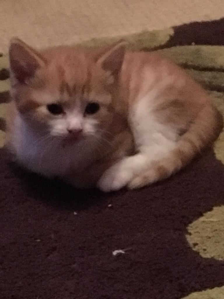Two ginger male kittens in North Walsham, Norfolk Gumtree