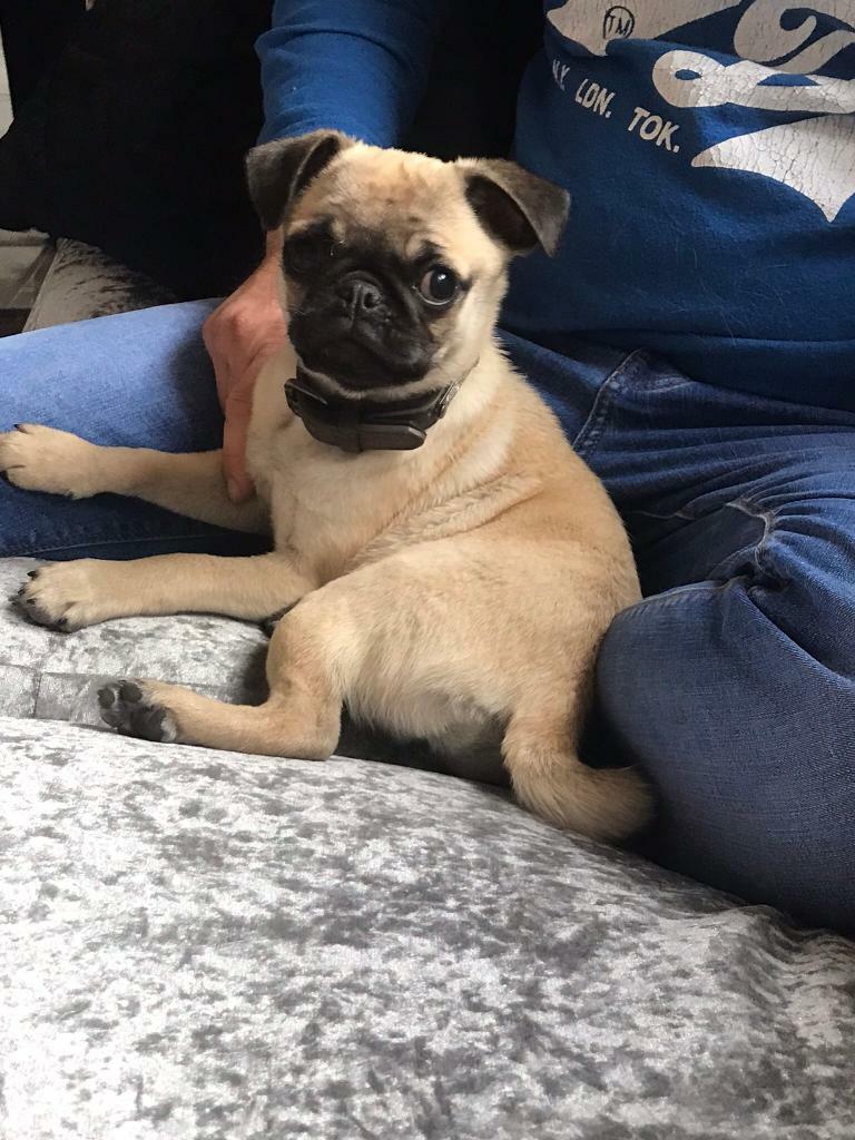 Stunning female Pug puppy in Horsham, West Sussex Gumtree
