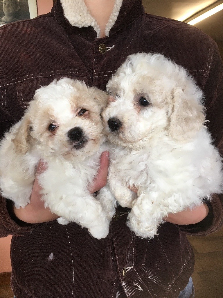 little Bichon Frise puppies for sale in Perth, Perth and