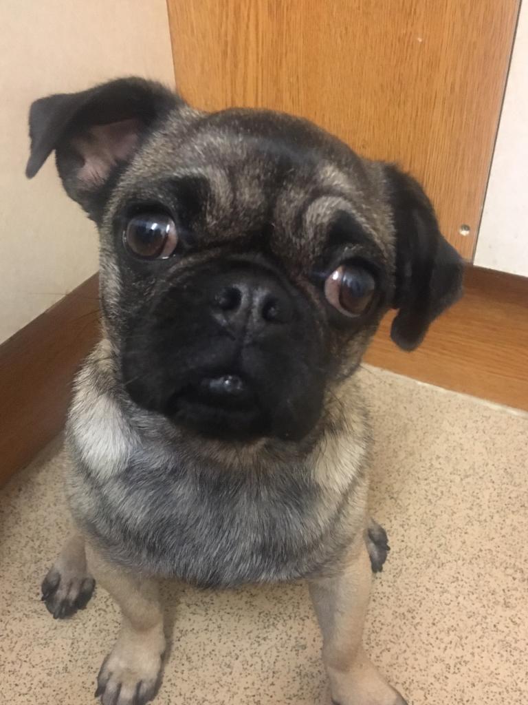 Pretty pug in Eastleigh, Hampshire Gumtree