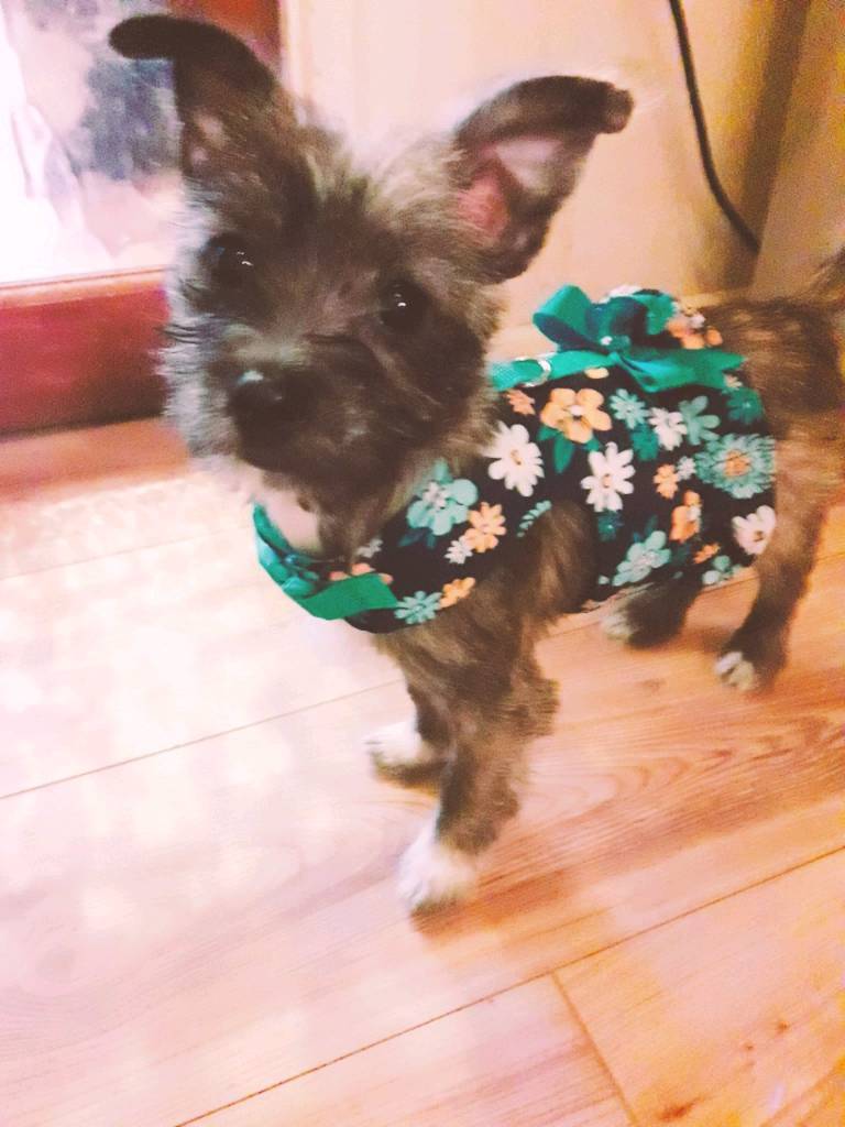 Weeranian Pomeranian / West Highland White Terrier Mixed Breweeed Dogs