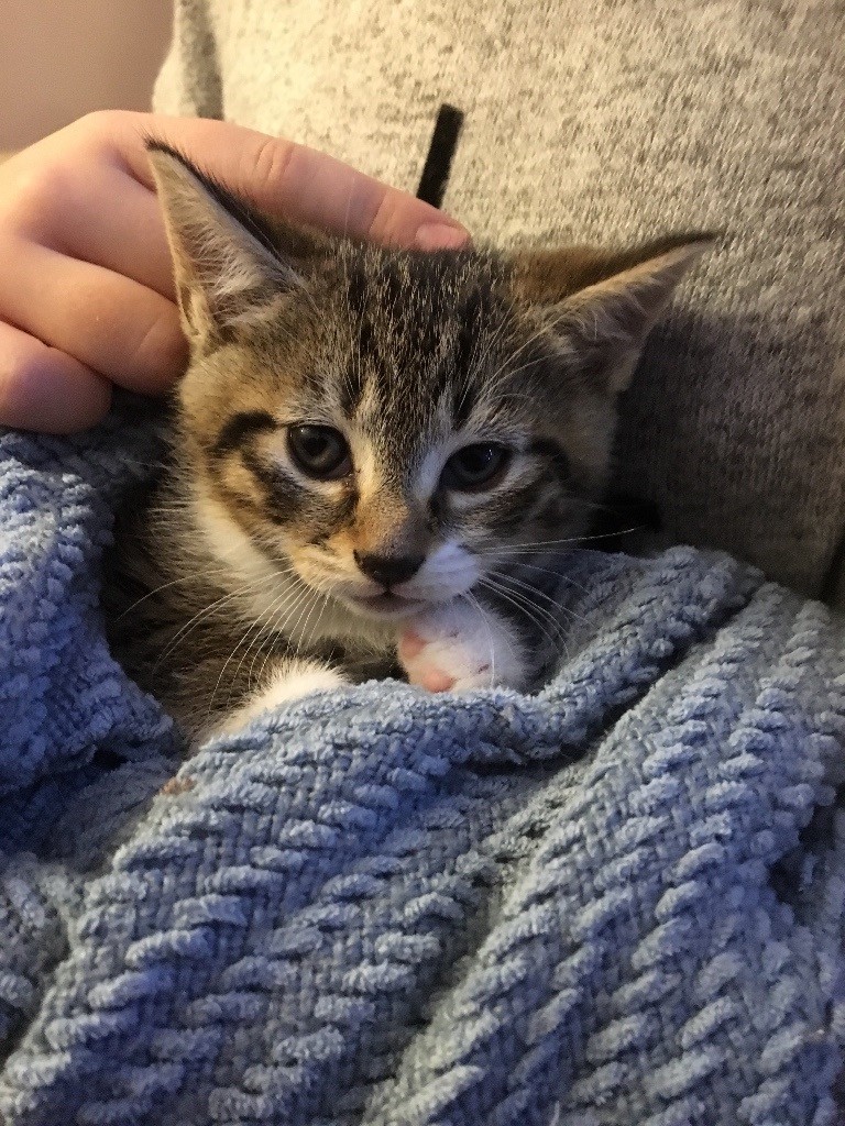 Gumtree British Blue Cats For Sale British Shorthair