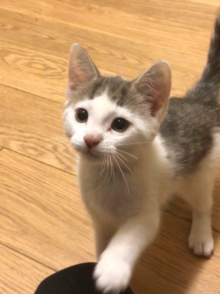 Kittens for Sale | in Southampton, Hampshire | Gumtree