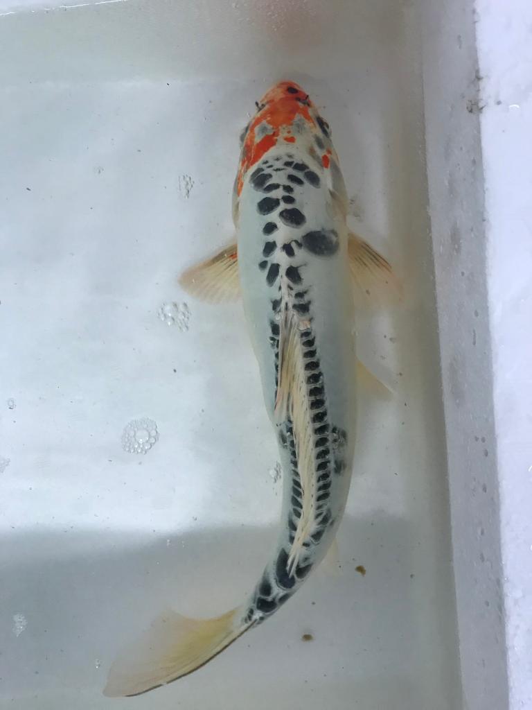 Koi carp in Killamarsh South Yorkshire Gumtree