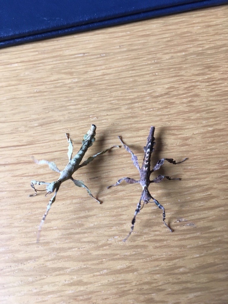 Giant Prickly Stick Insect Nymphs In Clevedon Somerset Gumtree